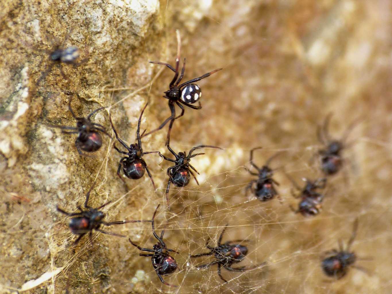 Latrodectus nel Lazio